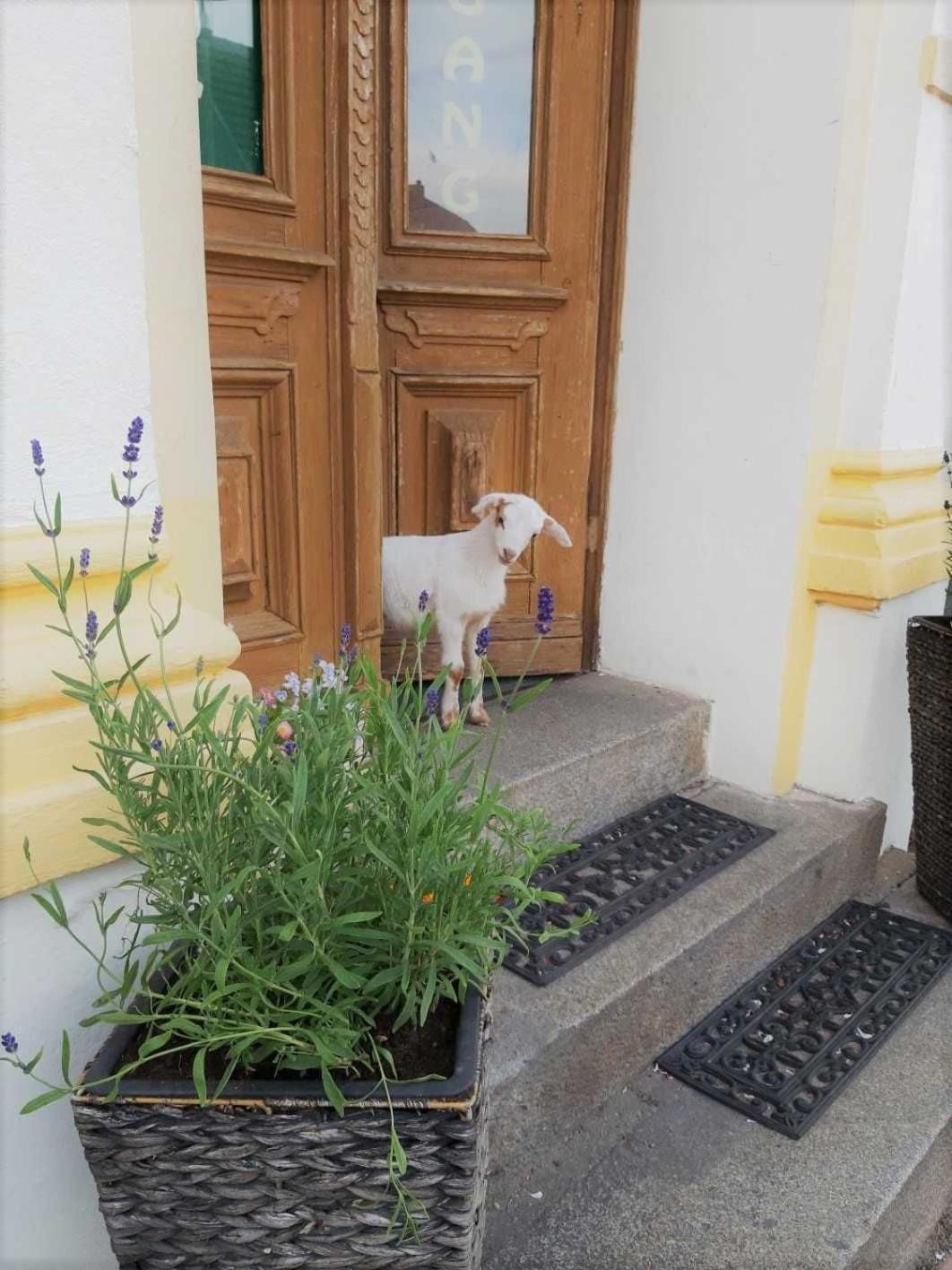 Отель Pension Am Stadtgraben Люббенау Экстерьер фото